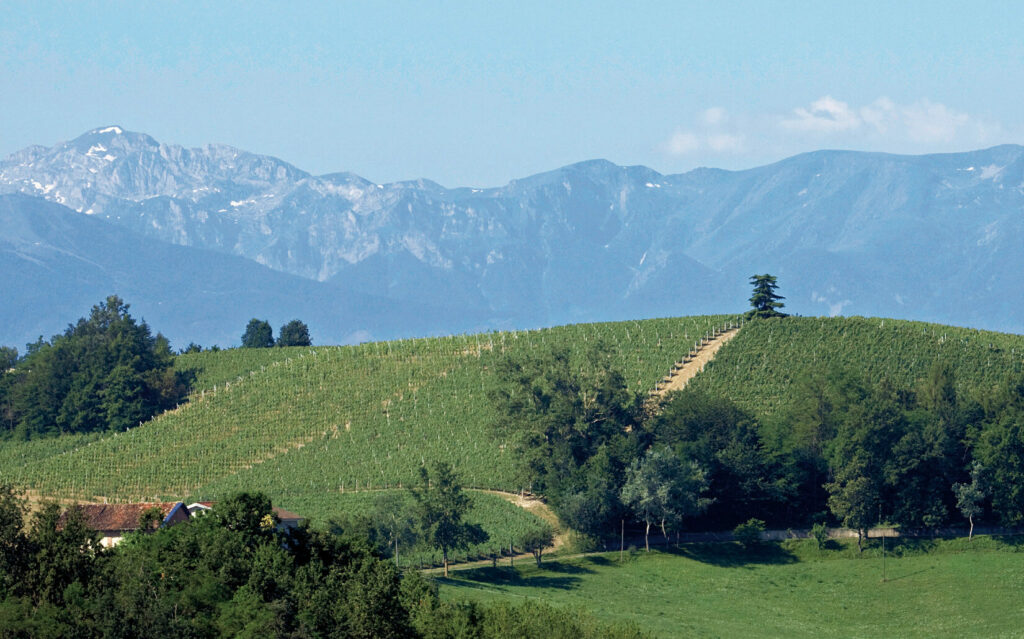 Wijngaard Briccolero van Chionetti op de heuvel San Luigi in Dogliani met Alpen op de achtergrond