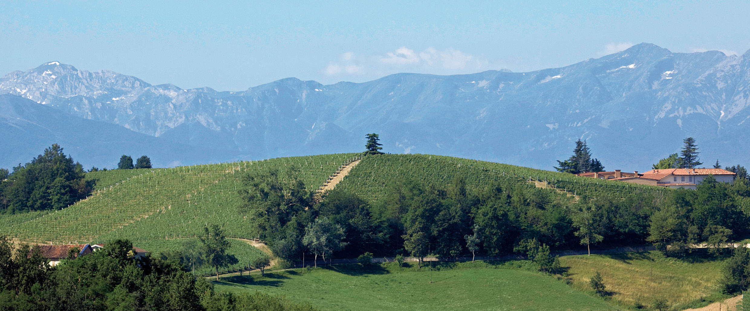 Wijngaard Briccolero van Chionetti op de heuvel San Luigi in Dogliani met Alpen op de achtergrond