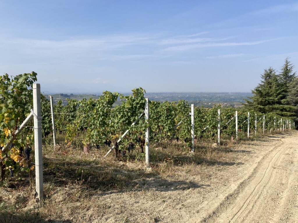 San Luigi wijngaard van Chionetti in Dogliani