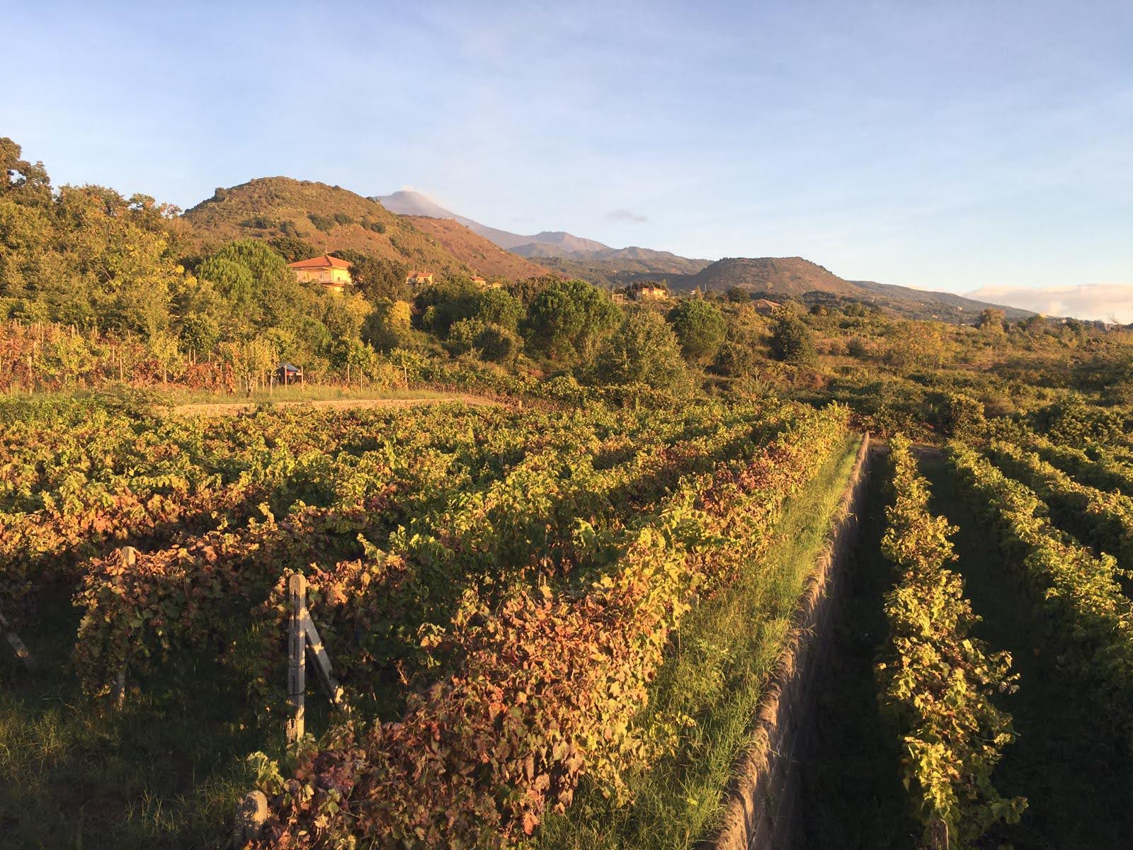 Wijngaarden Terra Costantino zonsondergang Etna