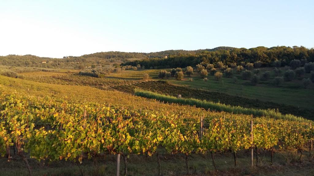 Wijngaarden van Villa Vallacchio