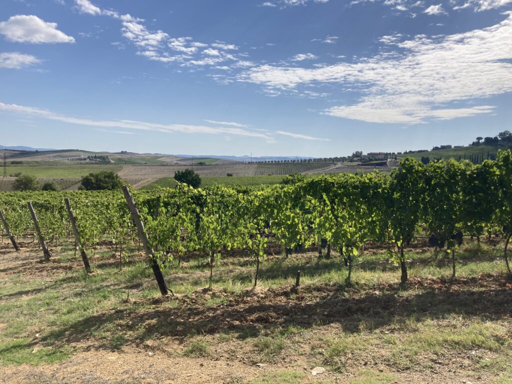 Le Chiuse wijndomein wijngaard van dichtbij Sangiovese Grosso druiven